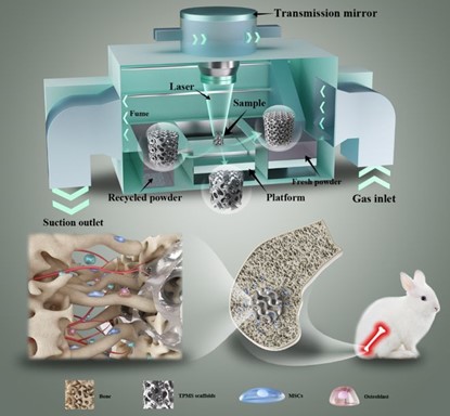 清華、北大、北醫(yī)三院聯(lián)合：高溫氧化處理3D打印鎂合金骨植入物結(jié)構(gòu)優(yōu)化及體內(nèi)外生物降解行為